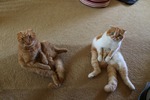 Scottish Fold cats