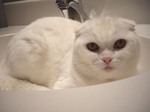 Scottish Fold in sink