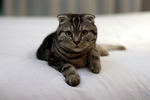 Scottish Fold on the bed