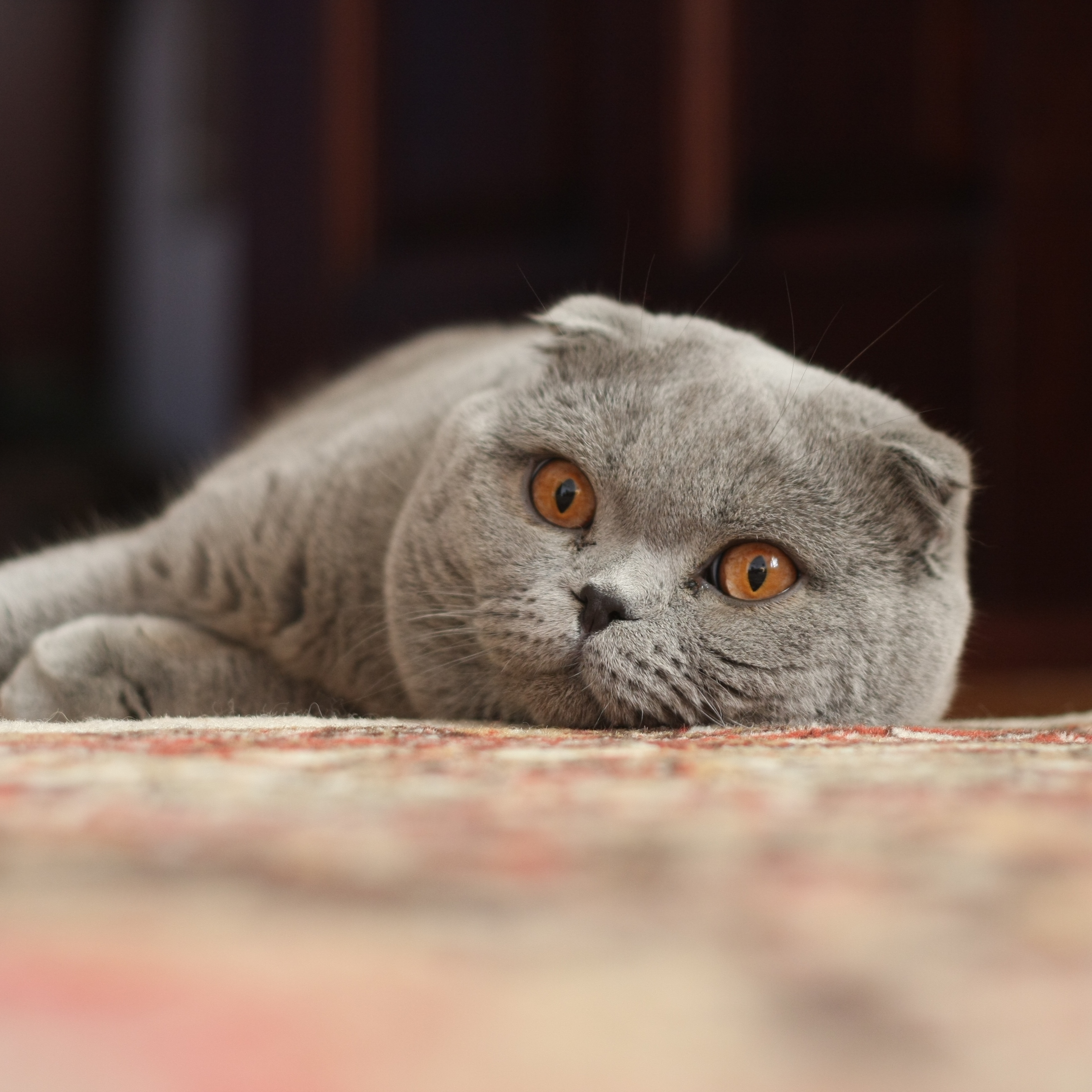 Scottish Fold wallpaper