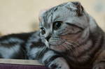 Scottish Fold watching 