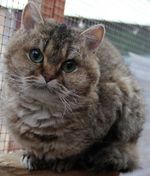 Selkirk Rex face