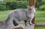 Selkirk Rex in nature