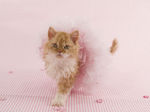 Selkirk Rex kitten girl