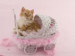 Selkirk Rex kitten in buggy