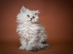 Selkirk Rex kitten portrait