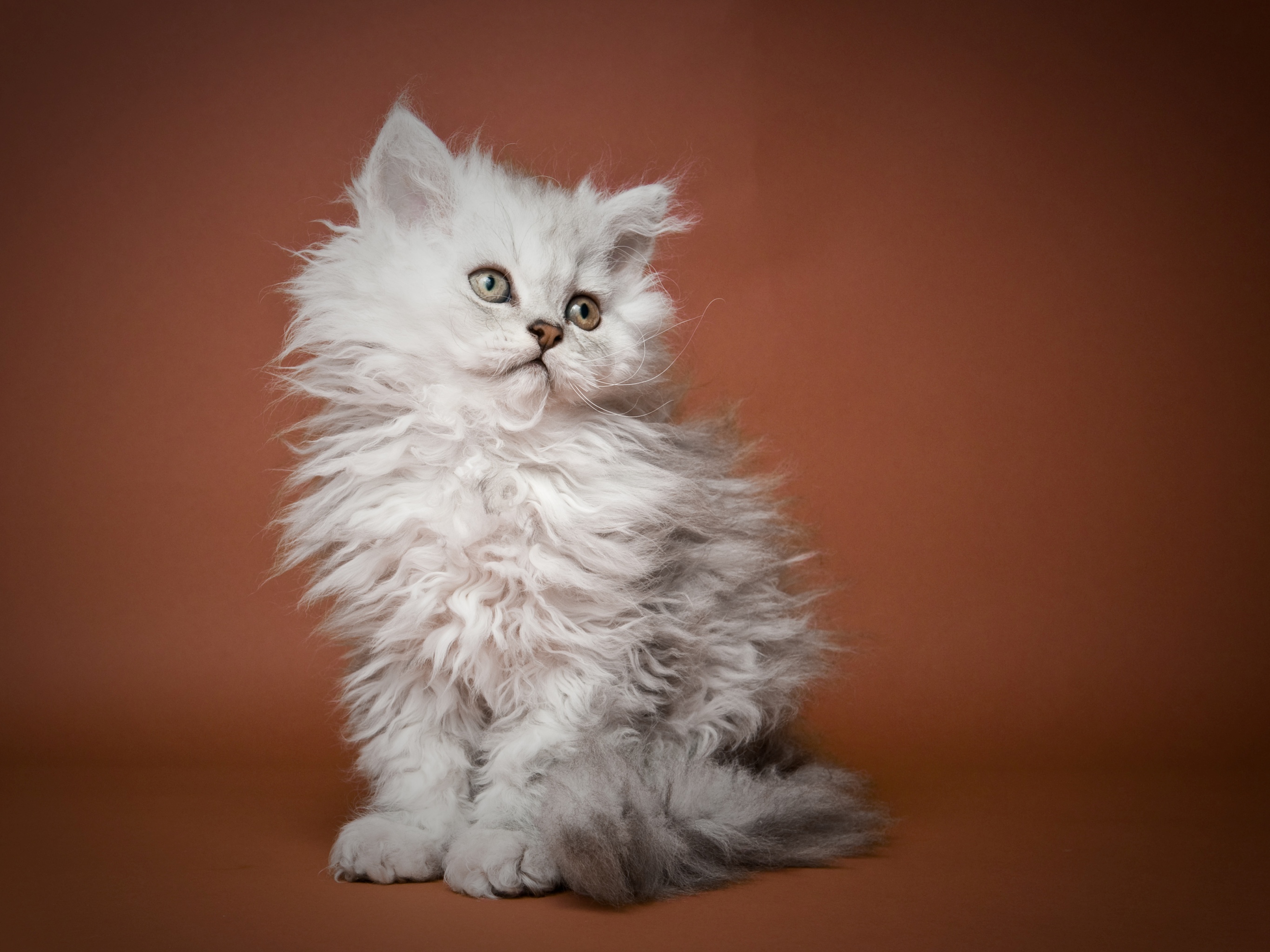 Портрет котенка породы Селкирк рекс фото