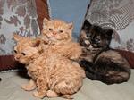 Selkirk Rex kittens