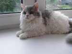 Selkirk Rex near the window