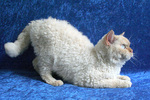 Портрет кота породы Селкирк рекс