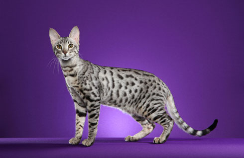 Портрет кота породы Серенгети фото