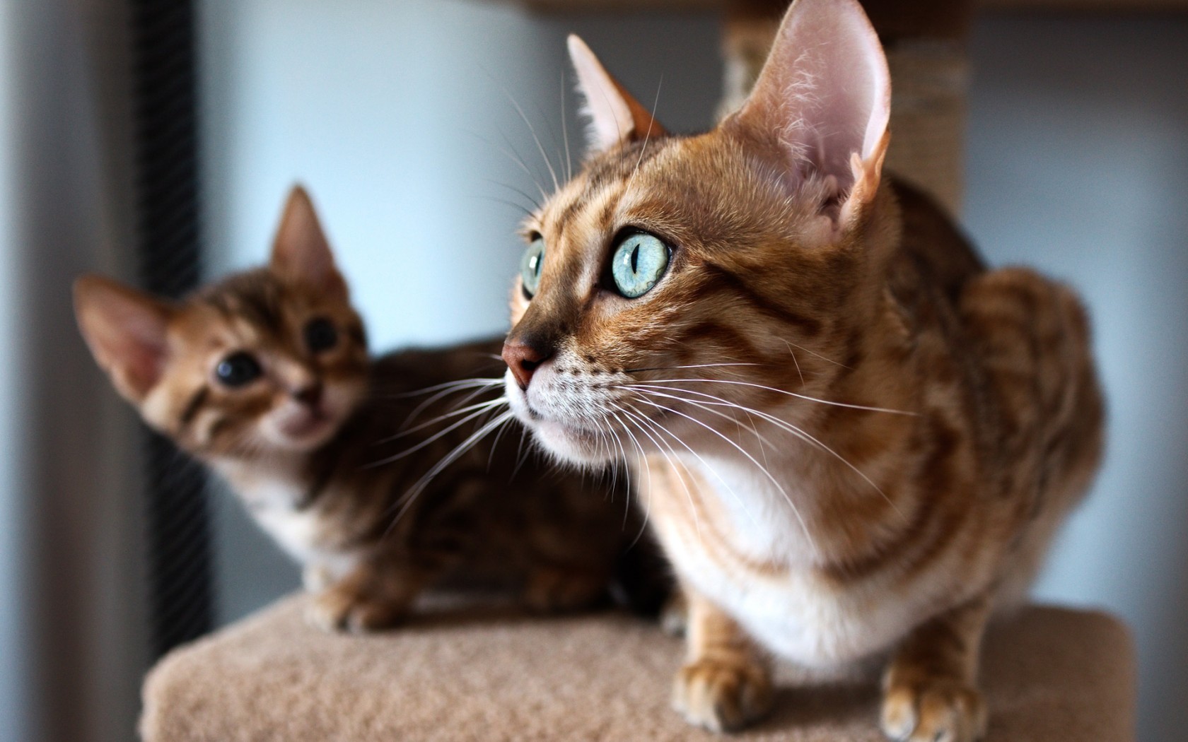 Коты породы Серенгети фото