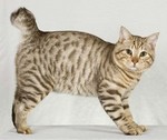 Serious American Bobtail 