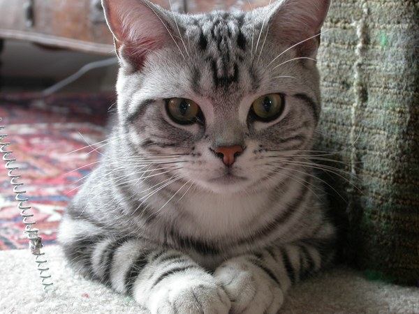 Серьезная Американская короткошерстная кошка фото