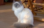 Serious Birman 