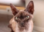 Serious Devon Rex 