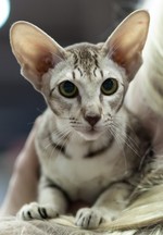 Serious Oriental Shorthair