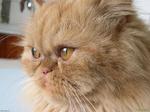 Serious Persian cat