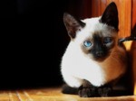 Serious Siamese