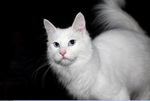 Serious Turkish Angora