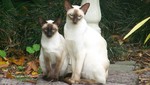 Siamese cats in forest