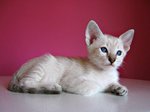 Siamese kitten red background
