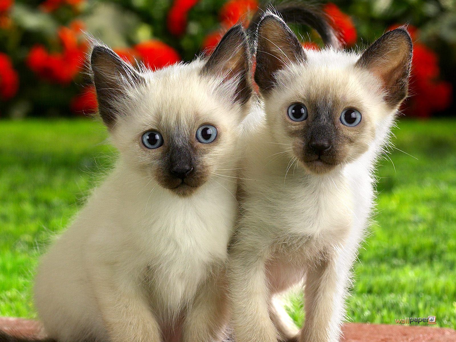 Siamese kittens wallpaper