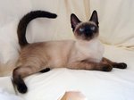 Сиамская кошка на кровати
