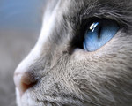 Сиамский кот с красивыми глазами