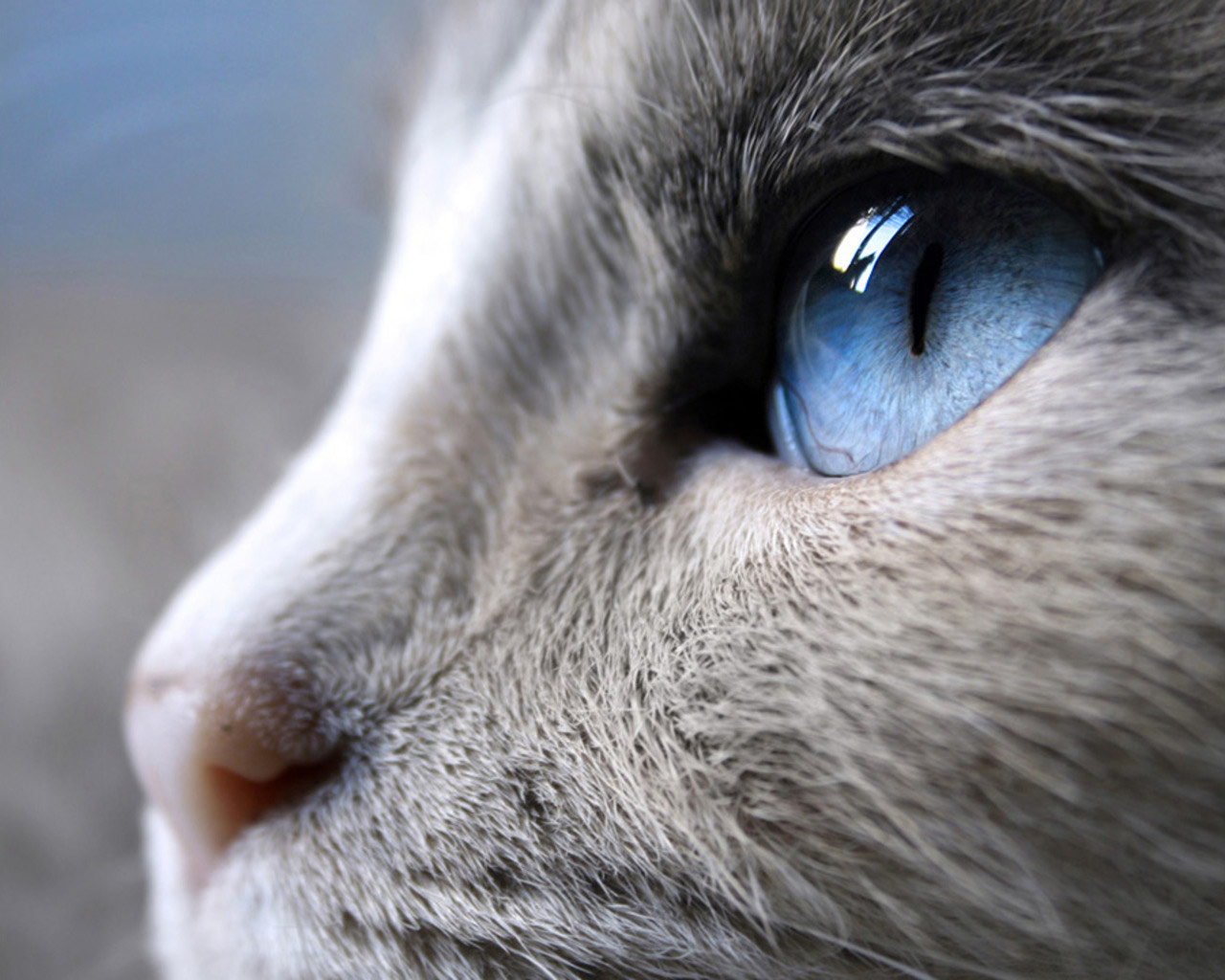 Siamese with bonny eyes wallpaper