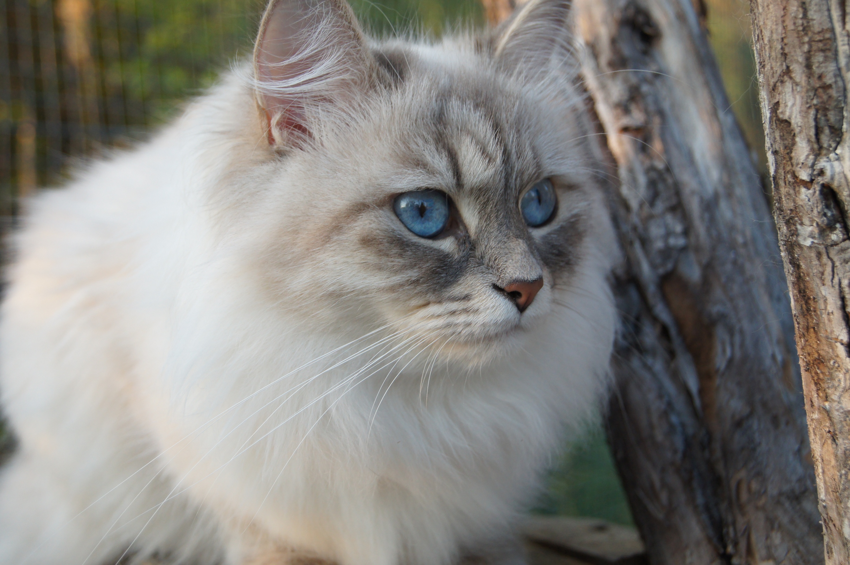 Сибирская кошка в лесу фото
