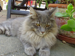 Silver Maine Coon 