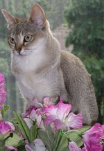 Singapura with flowers