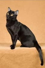 Sitting Bombay cat