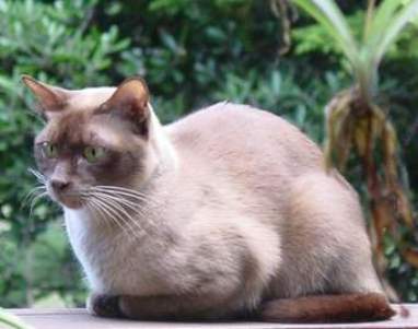 Кот породы Бурмис сидит фото
