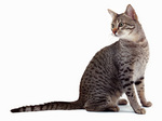 Sitting Egyptian Mau