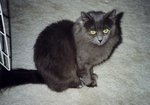 Sitting Nebelung 