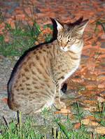 Sitting Ocicat 