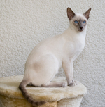 Sitting Siamese