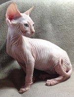 Sitting Sphynx