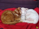 Sleeping Devon Rex cats