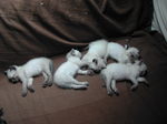 Sleeping German Rex kittens
