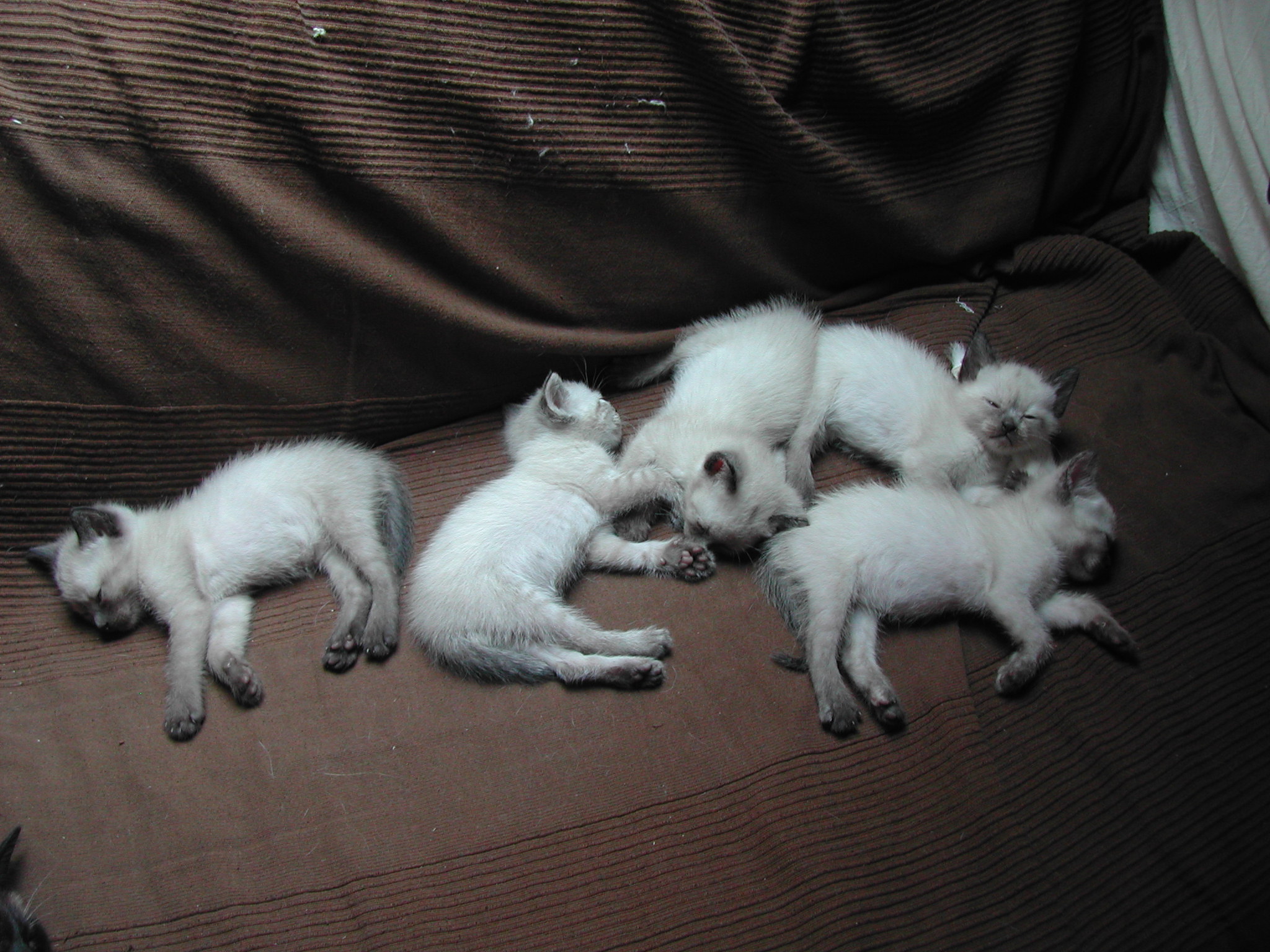 Спящие котята Немецкого Рекса фото