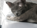 Sleeping Korat