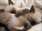 Sleeping Siamese kittens