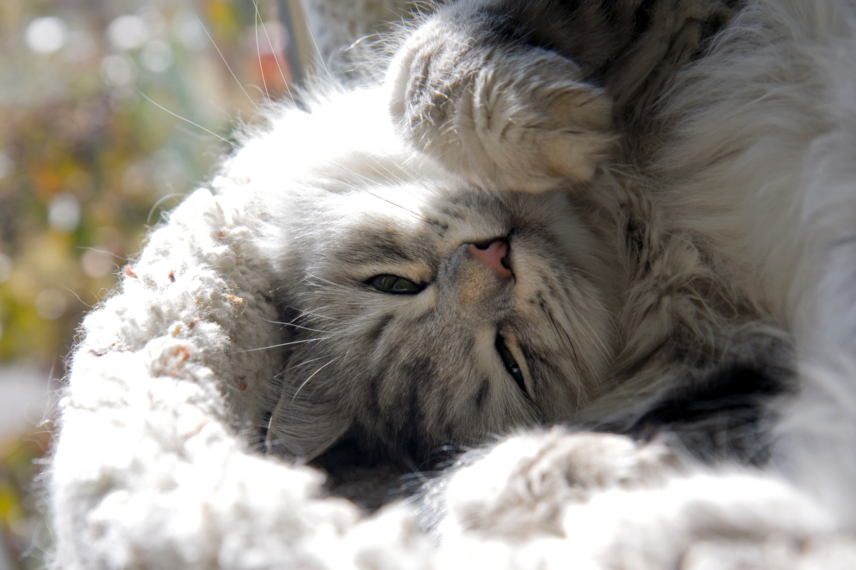 Сибирская кошка спит фото