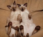 Sleeping Tonkinese cats 