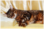 Sleeping Toyger cat