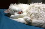 Sleeping Turkish Angora 