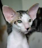 Smart Oriental Shorthair